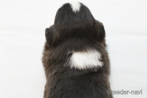 成約済の神奈川県のボーダーコリー-364969の2枚目